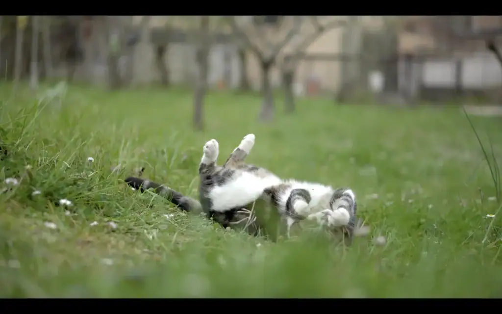 Chopin the cat playing in the grass of the fruit orchard of the La Vita Sukha villa