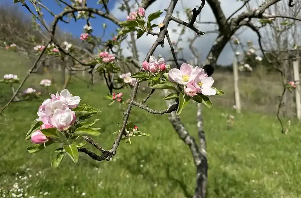 Patience, Compassion & Communication | La Vita Sukha Puglia