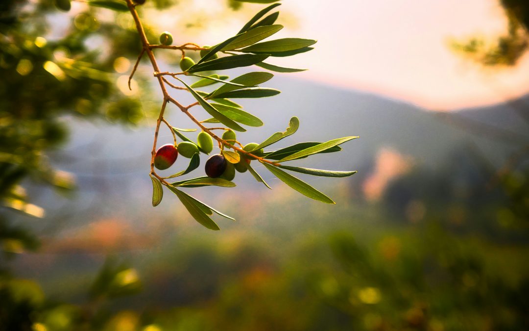 Food Forest Mediterranean: A Beginner’s Guide to Designing for Dry Summers