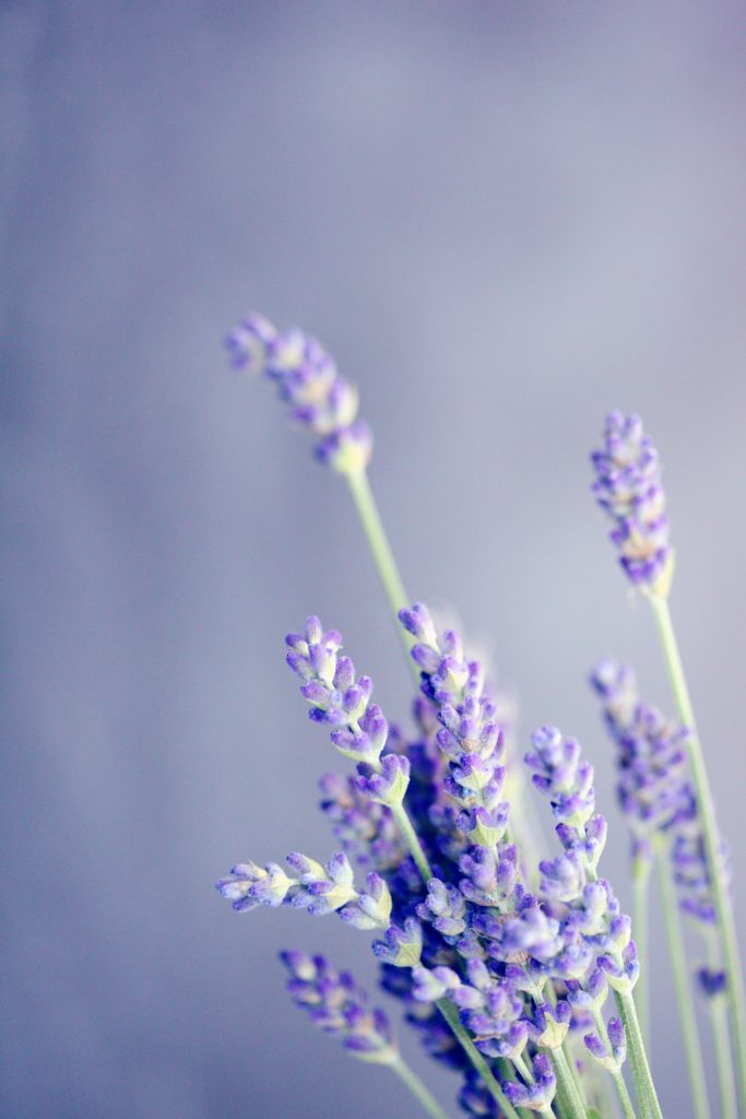 Drought-Tolerant Edible Plants for a Mediterranean Garden