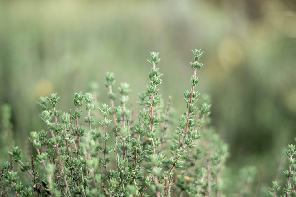 Drought-Tolerant Edible Plants for a Mediterranean Garden