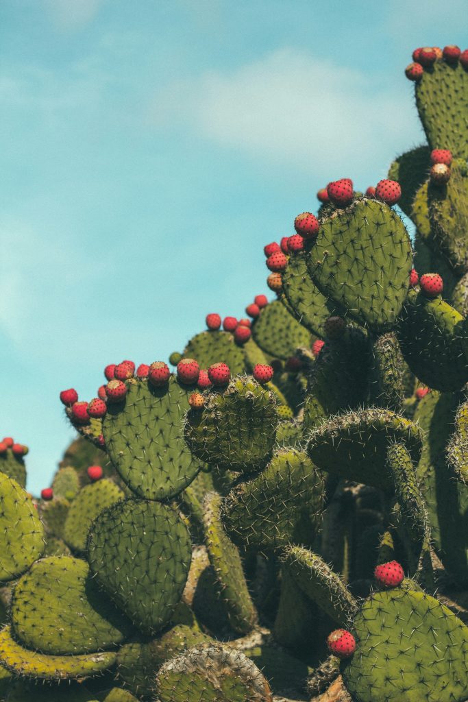 Drought-tolerant shrubs with edible or useful yields