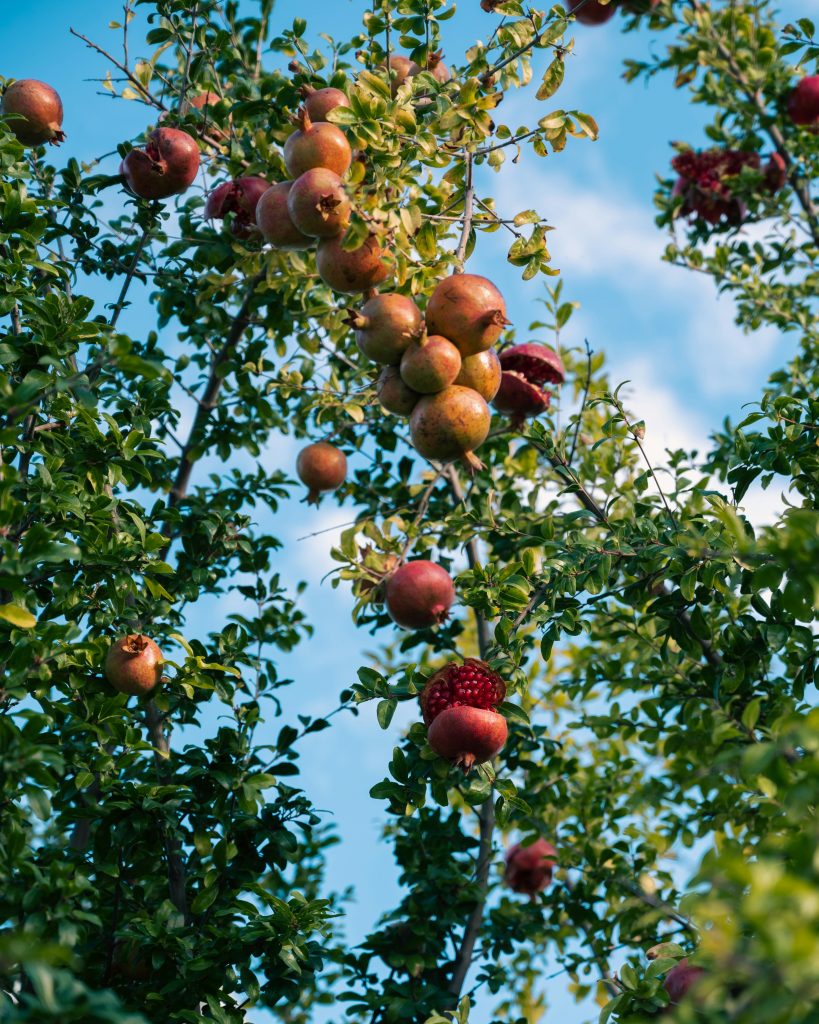Drought-tolerant edible trees