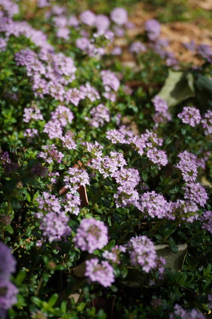 Drought-Tolerant Edible Plants