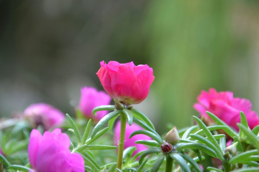 Drought-Tolerant Edible Plants