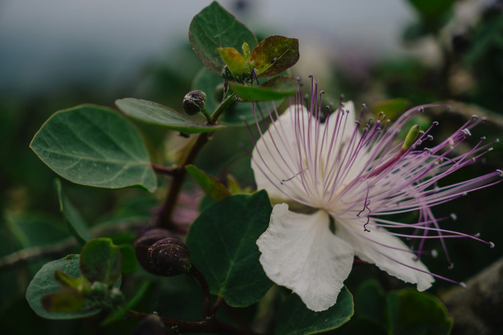 Drought-tolerant shrubs with edible or useful yields