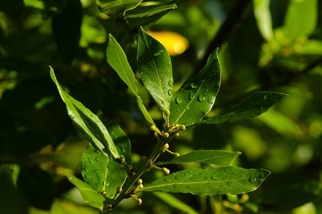 Drought-tolerant shrubs with edible or useful yields