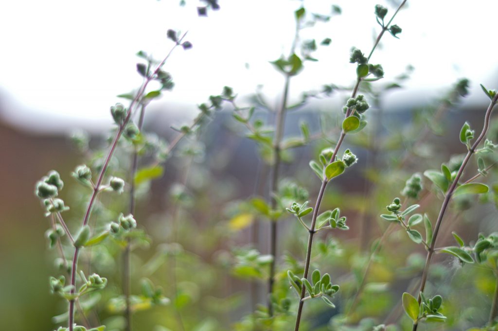 Drought-Tolerant Edible Plants for a Mediterranean Garden