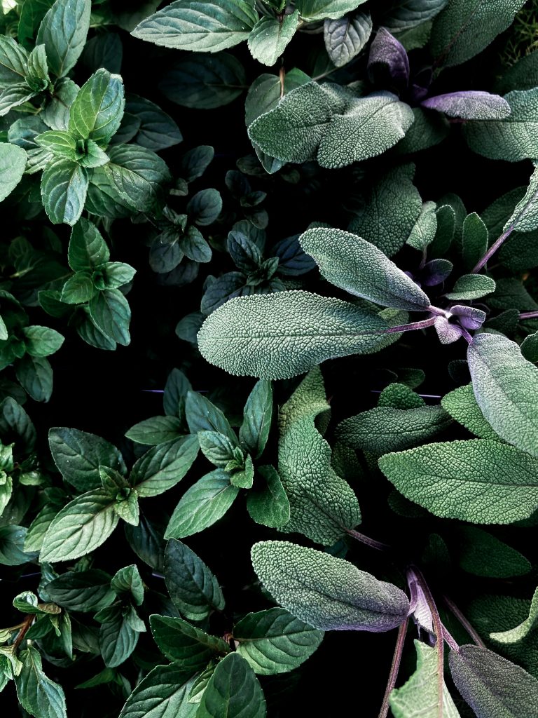 Drought-Tolerant Edible Plants for a Mediterranean Garden