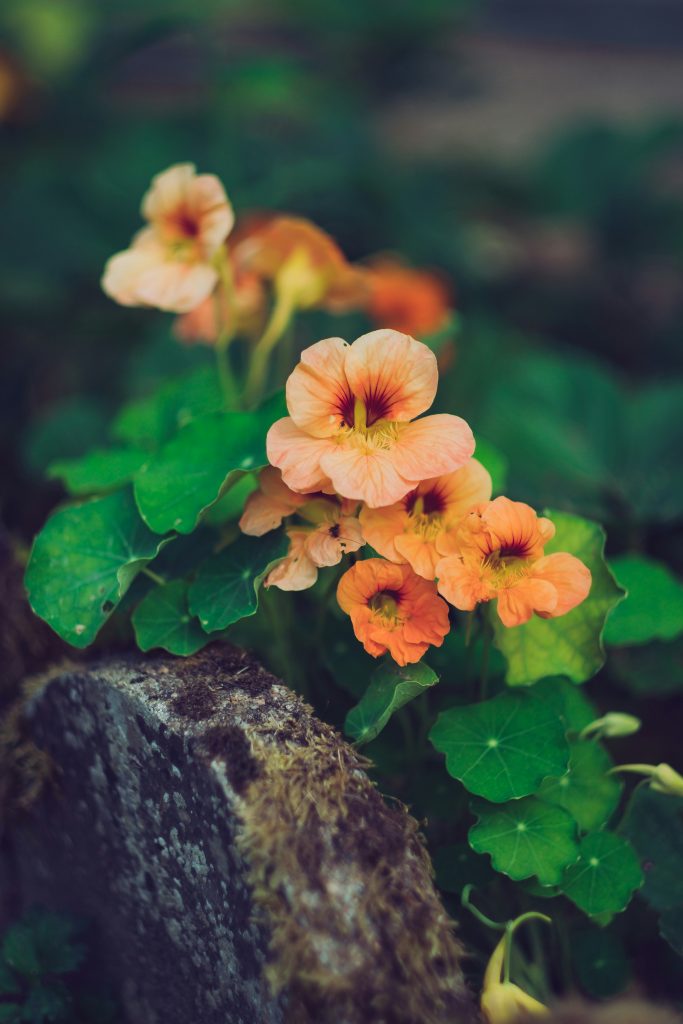 Drought-Tolerant Edible Plants
