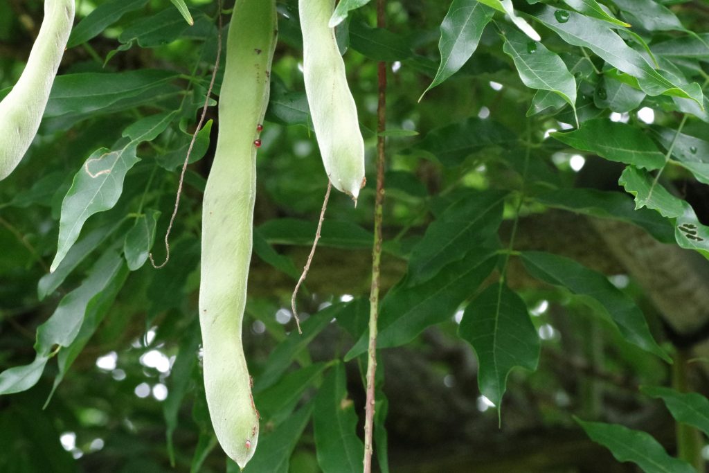 Drought-tolerant edible trees