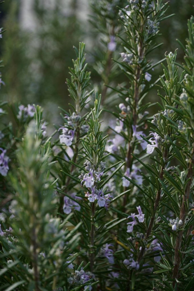 Drought-tolerant shrubs with edible or useful yields
