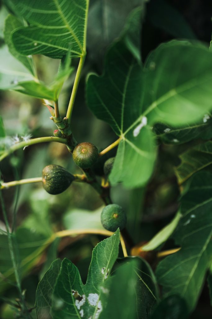 Drought-tolerant edible trees
