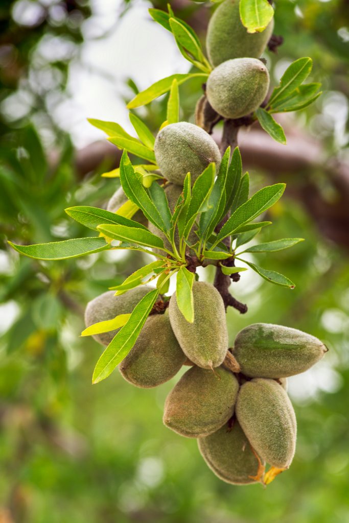 Drought-tolerant edible trees