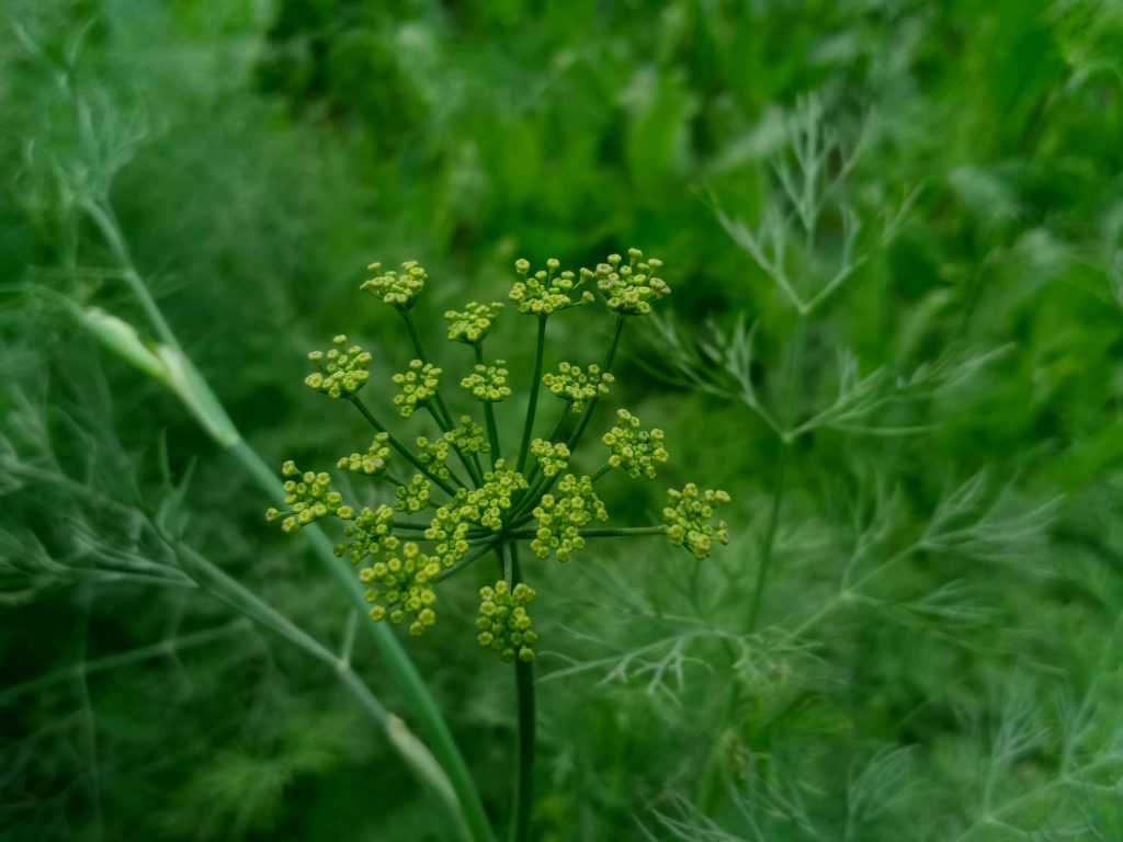 Drought-Tolerant Edible Plants for a Mediterranean Garden