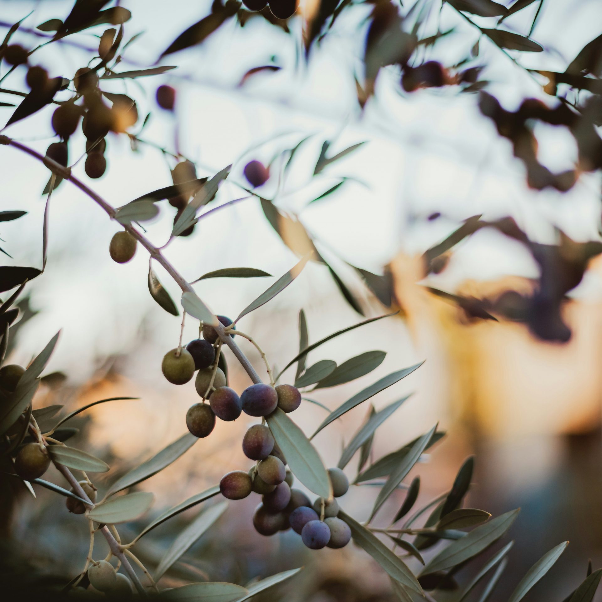 Drought-tolerant edible trees