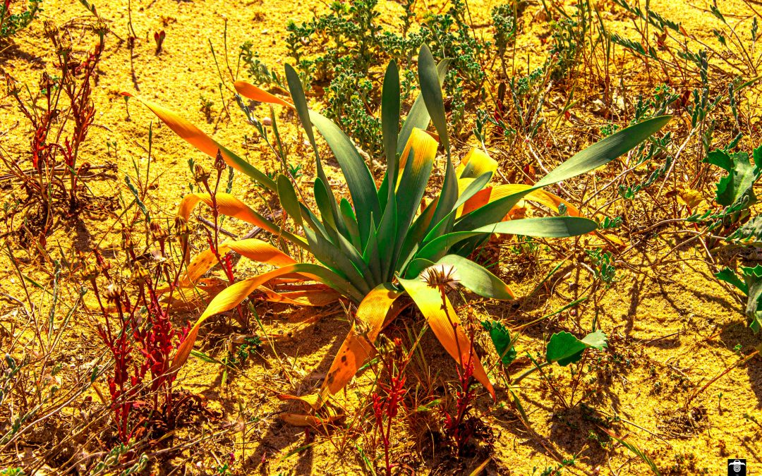 Drought-Tolerant Edible Plants for a Mediterranean Garden–A Shortcut List