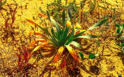 Drought-Tolerant Edible Plants for a Mediterranean Garden–A Shortcut List